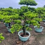 Premium Podocarpus Macrophyllus Bonsai