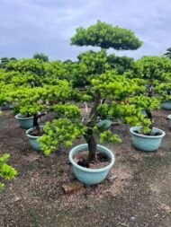 Premium Podocarpus Macrophyllus Bonsai