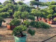 Premium Podocarpus Macrophyllus Bonsai - Image 4