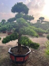 Premium Podocarpus Macrophyllus Bonsai - Image 3