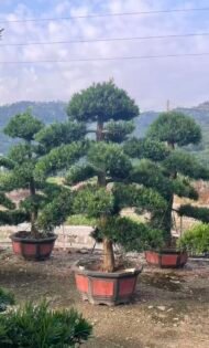 Premium Podocarpus Macrophyllus Bonsai - Image 2