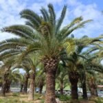 Premium Phoenix Dactylifera (Date Palm)