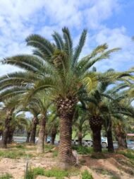 Premium Phoenix Dactylifera (Date Palm)