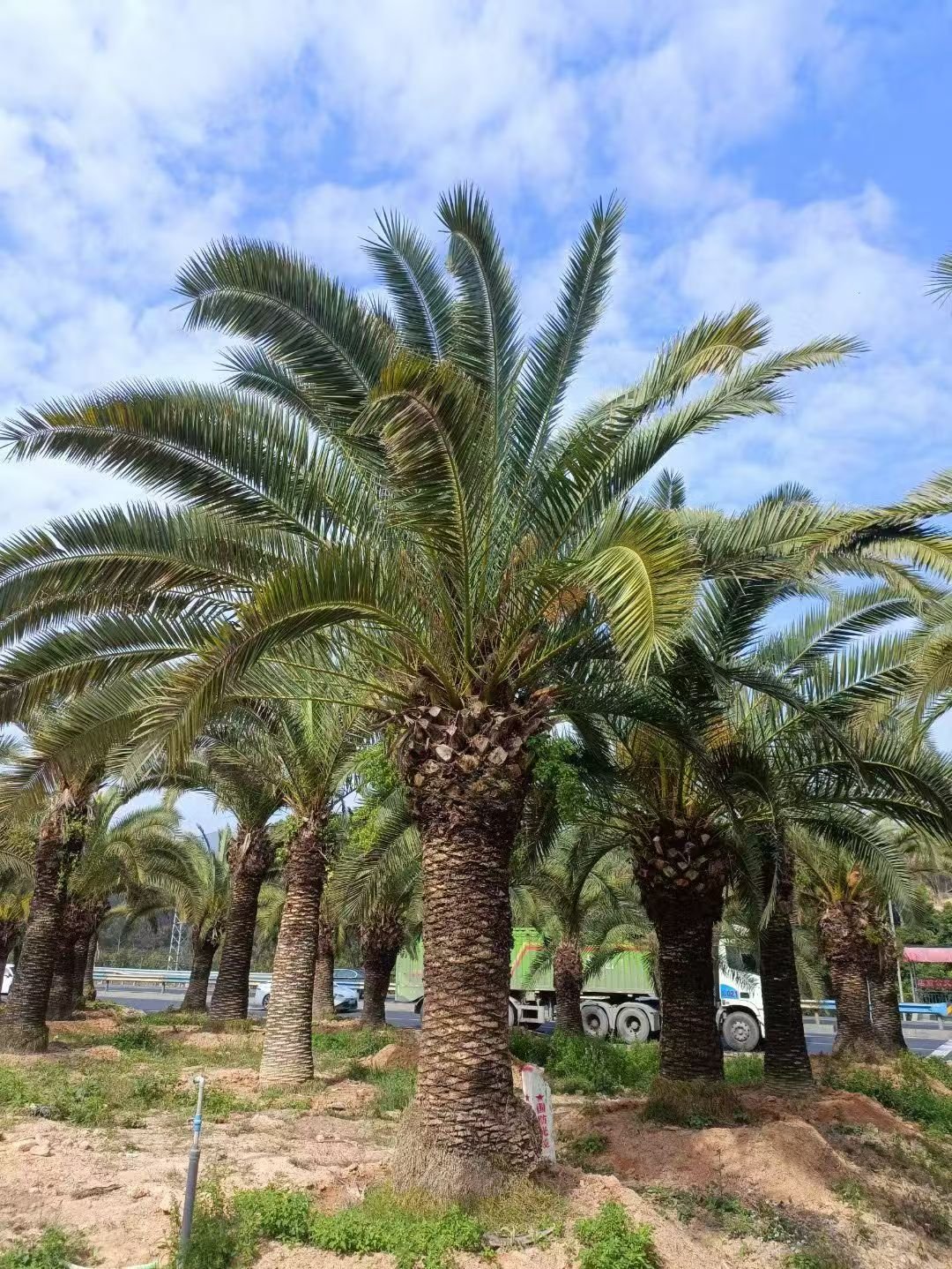 微信图片_20260818111342_413_1 Premium Phoenix Dactylifera (Date Palm) - Image 1
