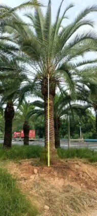 Premium Phoenix Dactylifera (Date Palm) - Image 2