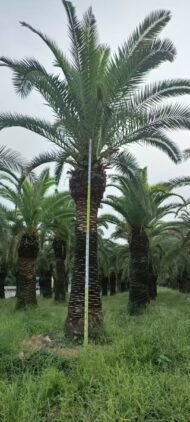 Premium Phoenix Dactylifera (Date Palm) - Image 3