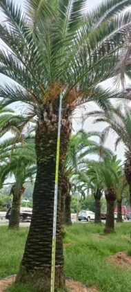 Premium Phoenix Dactylifera (Date Palm) - Image 4