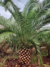 Premium Phoenix Dactylifera (Date Palm) - Image 5
