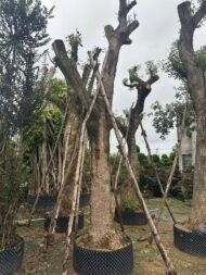 Premium Erythrina Crista‑Galli - immagine 4