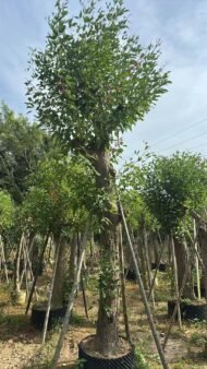 Premium Erythrina Crista‑Galli - immagine 2