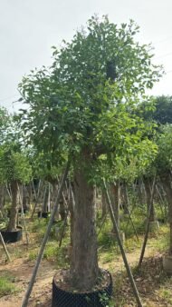 Premium Erythrina Crista‑galli (Cockspur Coral Tree) - immagine 4