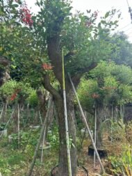 Premium Erythrina Crista‑galli (Cockspur Coral Tree) - immagine 5
