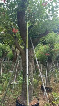 Premium Erythrina Crista‑galli (Cockspur Coral Tree) - immagine 3
