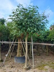 Premium Erythrina Crista‑galli (Cockspur Coral Tree) - immagine 2