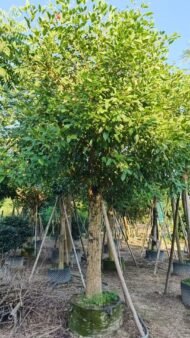 Premium Erythrina Crista‑galli (Cockspur Coral Tree) - immagine 5
