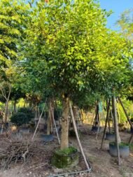 Premium Erythrina Crista‑galli (Cockspur Coral Tree)