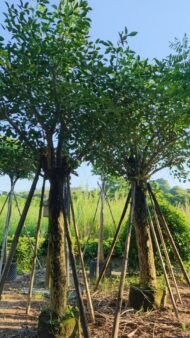 Premium Erythrina Crista‑galli (Cockspur Coral Tree) - immagine 4