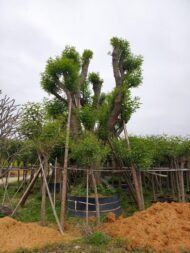 Premium Erythrina Crista‑galli (Cockspur Coral Tree) - immagine 3