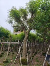 Premium Erythrina Crista‑galli (Cockspur Coral Tree) - immagine 2