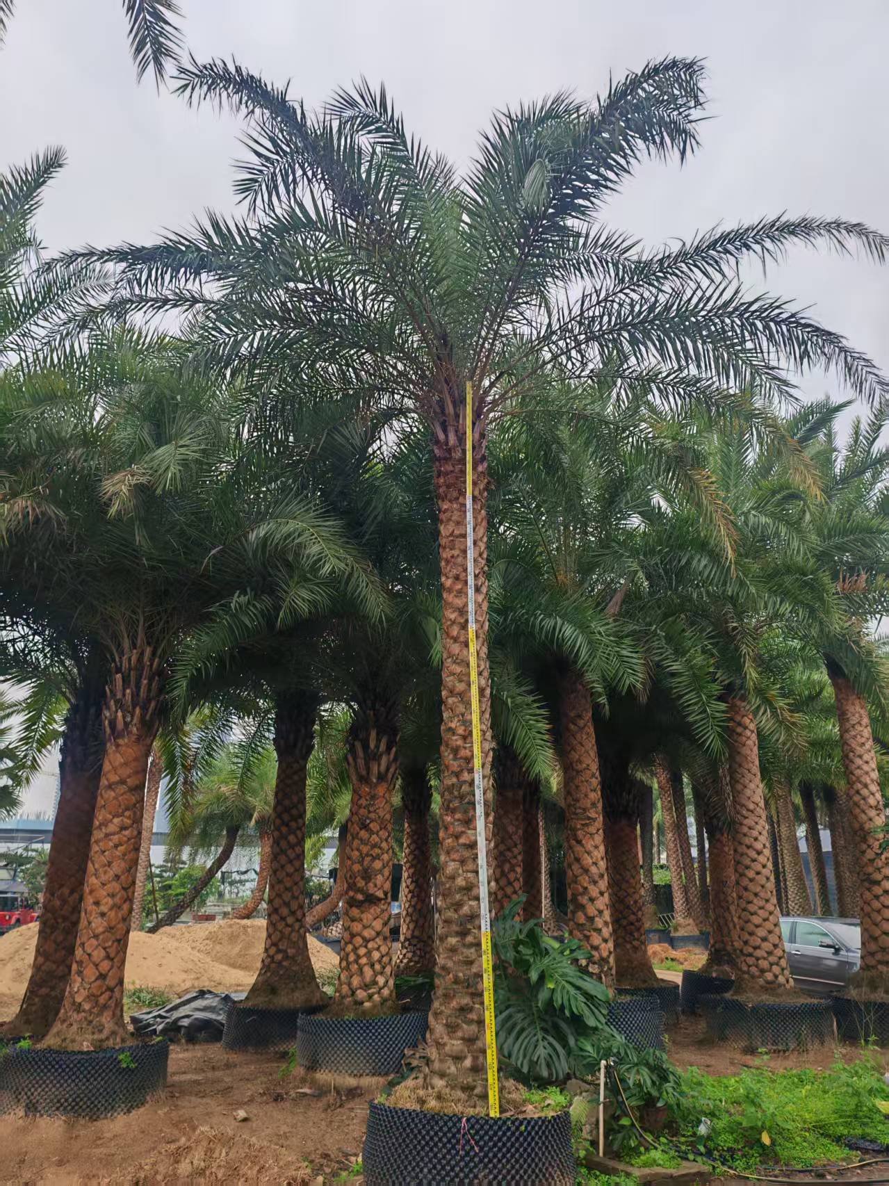 微信图片_20260818113151_437_1 High‑End Premium Phoenix Dactylifera (Date Palm) - immagine 1