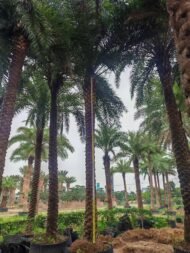 High‑End Premium Phoenix Dactylifera (Date Palm) - 图片 3