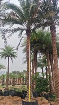 High‑End Premium Phoenix Dactylifera (Date Palm) - 图片 2
