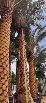 High‑End Premium Phoenix Dactylifera (Date Palm) - immagine 2