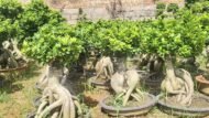 Premium Root‑Carved Exposed‑Root Ficus Bonsai - Image 2
