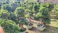 Premium Root‑Carved Exposed‑Root Ficus Bonsai - Image 3
