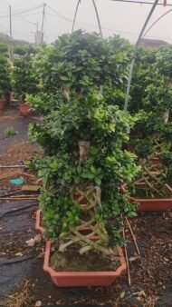  Premium Art‑Braided Sculpted Ficus - immagine 2