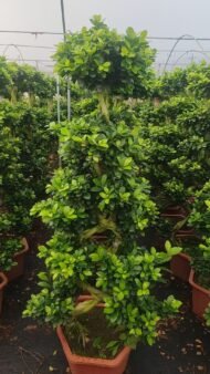  Premium Art‑Braided Sculpted Ficus - immagine 3