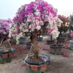 High‑End Aged‑Trunk Grafted Multi‑Color Bougainvillea Bonsai