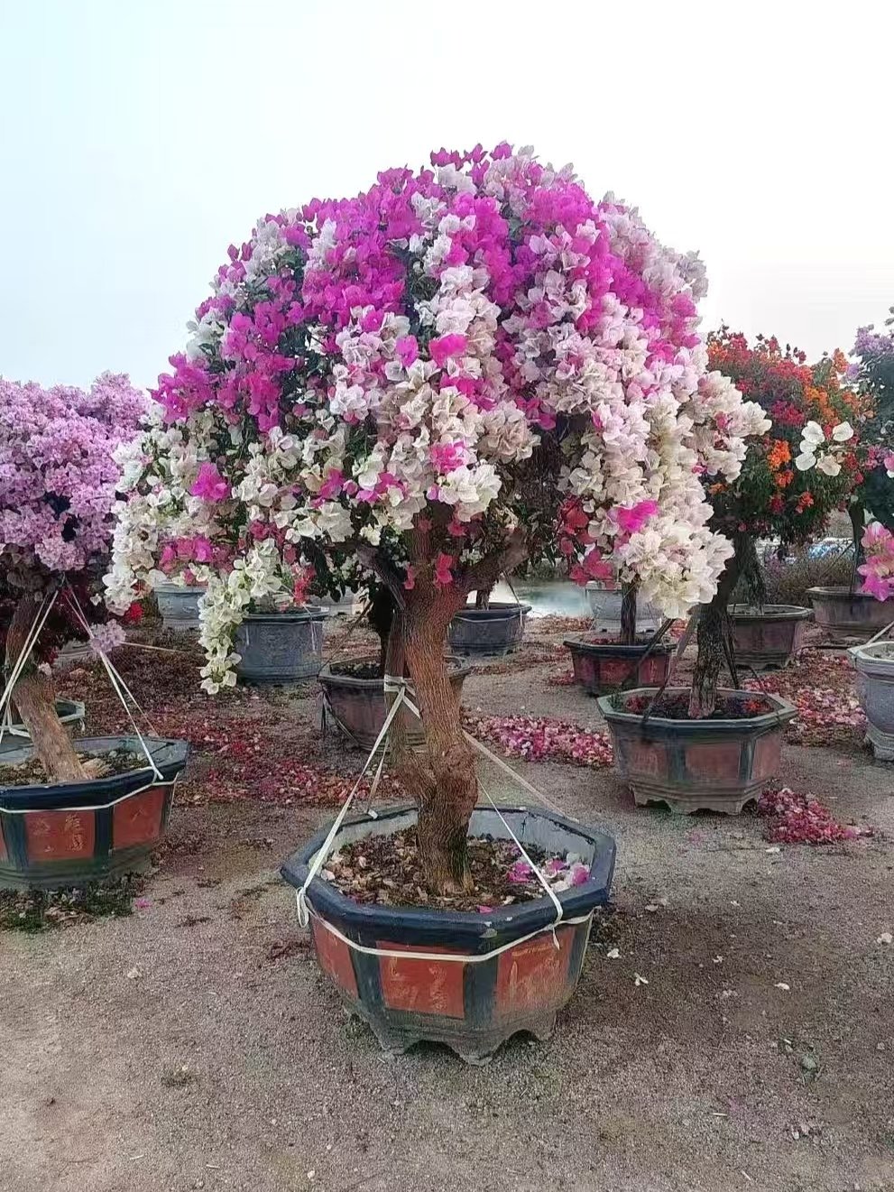微信图片_20260818123115_124_5 High‑End Aged‑Trunk Grafted Multi‑Color Bougainvillea Bonsai - 图片 1