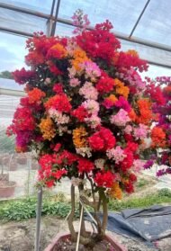 Premium Grafted Multi‑Color Bougainvillea Bonsai - immagine 2