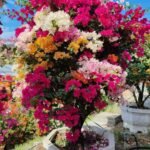Premium Grafted Multi‑Color Bougainvillea Bonsai