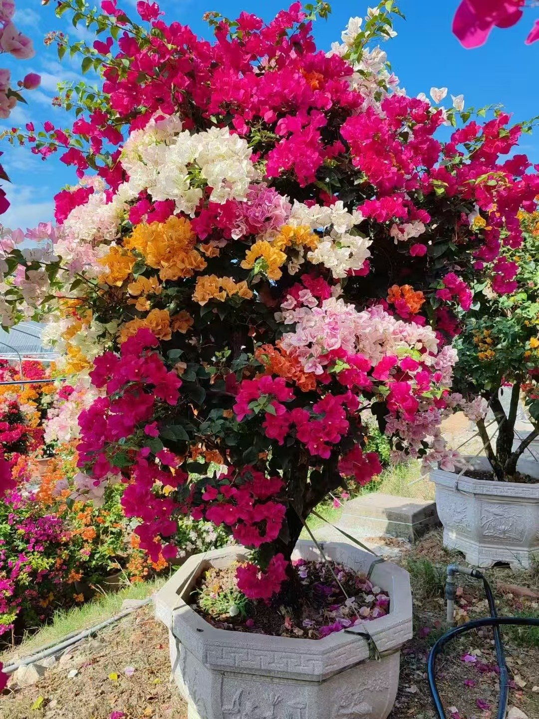 微信图片_20260818123116_126_5 Premium Grafted Multi‑Color Bougainvillea Bonsai - immagine 1