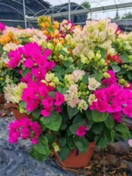 Premium Grafted Multi‑Color Bougainvillea Bonsai - immagine 3