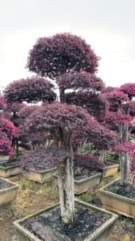Premium Mature‑Trunk Loropetalum Chinense Bonsai — изображение 6