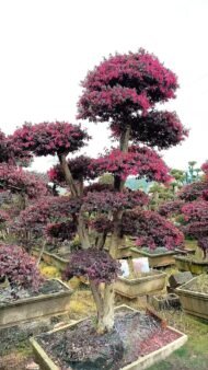 Premium Mature‑Trunk Loropetalum Chinense Bonsai — изображение 5