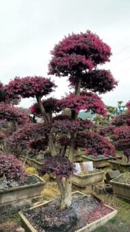 Premium Mature‑Trunk Loropetalum Chinense Bonsai — изображение 4