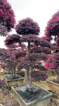 Premium Mature‑Trunk Loropetalum Chinense Bonsai — изображение 3