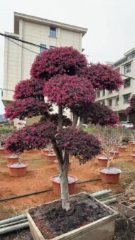 Premium Mature‑Trunk Loropetalum Chinense Bonsai — изображение 2