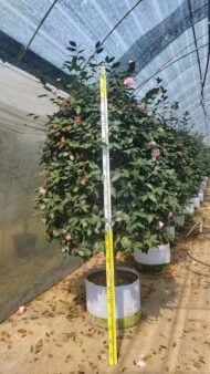 Premium Camellia Japonica with Natural Canopy – Image 4