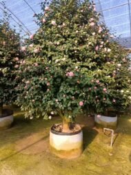 Premium Camellia Japonica with Natural Canopy – Image 3