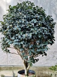 Premium Camellia Japonica with Natural Canopy – Image 2
