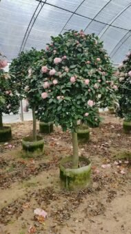 Premium Single‑Trunk Camellia Japonica with Round Canopy - immagine 4