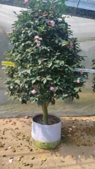 Premium Single‑Trunk Camellia Japonica with Round Canopy - immagine 2