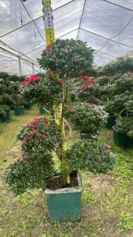 Premium Dragon‑Style Azalea Bonsai - Image 5