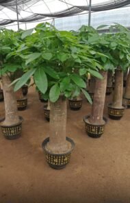 Premium Single‑Trunk Pachira Aquatica Bonsai – Image 4