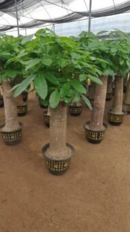 Premium Single‑Trunk Pachira Aquatica Bonsai – Image 3
